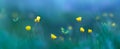 Yellow wild flowers and butterflies. Spring summer background. Banner format. Royalty Free Stock Photo