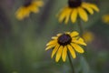 Yellow wild flowers with selective focus Royalty Free Stock Photo