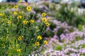 Yellow wild flowers in field in Illinois Royalty Free Stock Photo