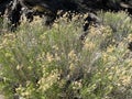 Yellow wild flowers forest hike hillside sunny plants flower blooming closeup spring hiking trail Royalty Free Stock Photo