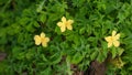 Yellow wild flowers, green leaves, tree resembling a vine.