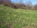 Yellow wild flowers grow on a green slope. A forest begins in the background Royalty Free Stock Photo