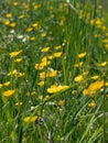 Yellow wild flowers with grow in the meadow