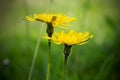 Yellow wild flowers, A herp flower of Leontodon hispidus, is a perennial herb occurring in hay meadows, Royalty Free Stock Photo
