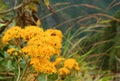 Yellow Wild Flowers with a Little Bee Collecting Nectar, Huayna Picchu Mountain, Machu Picchu Citadel, Cusco, Peru Royalty Free Stock Photo