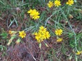 Yellow Wild Flowers in a neglected Garden Royalty Free Stock Photo