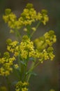 Yellow wild flowers in nH