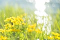 Yellow wild flowers by the river with sun rays. Royalty Free Stock Photo