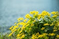 Yellow wild flowers by the river with sun rays. Royalty Free Stock Photo