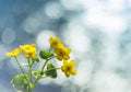 Yellow wild flowers by the river with sun rays. Royalty Free Stock Photo