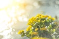 Yellow wild flowers by the river with sun rays. Royalty Free Stock Photo