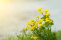 Yellow wild flowers by the river with sun rays. Royalty Free Stock Photo