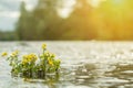 Yellow wild flowers by the river with sun rays. Royalty Free Stock Photo