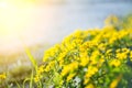 Yellow wild flowers by the river with sun rays. Royalty Free Stock Photo