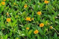 Yellow wild flowers in the rural, wedelia, a plant in the Heliantheae tribe of the Asteraceae family.