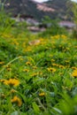 Yellow wild flowers in the rural, wedelia, a plant in the Heliantheae tribe of the Asteraceae family.