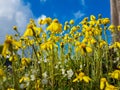 yellow wild flowers spring background Royalty Free Stock Photo