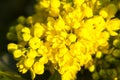 Yellow wild flowers in spring on nature green background Royalty Free Stock Photo