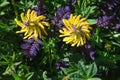 Yellow wild flowers in sub Alpine zone on Mt. Rainier, Washington State USA