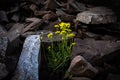 yellow wild flowers thrive in a rock slide