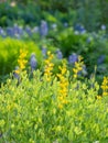 Yellow wild indigo plant growing in a spring garden with Texas bluebonnets in the background