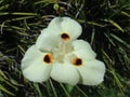 Yellow wild iris flower Royalty Free Stock Photo