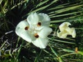 Yellow wild iris flower Royalty Free Stock Photo