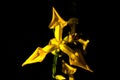 Yellow wild iris flowers closeup on black background Royalty Free Stock Photo