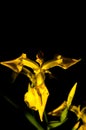 Yellow wild iris flowers closeup on black background Royalty Free Stock Photo