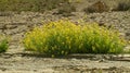 Yellow Wild Mustard in the Zin Valley in Israel