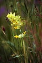 Yellow wild orchid in a mountain meadow Royalty Free Stock Photo