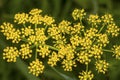 Yellow wild parsnip flowers from Newbury, New Hampshire Royalty Free Stock Photo