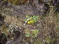 Yellow wild plant flower in Simien mountains national park, Ethiopia