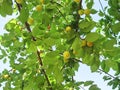 yellow Wild Plum Royalty Free Stock Photo