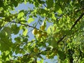 Yellow Wild Plum Royalty Free Stock Photo