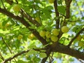 Yellow Wild Plum Royalty Free Stock Photo