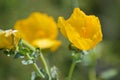 Yellow wild poppy flower. Glaucoma flavum sea poppy in sunshine Royalty Free Stock Photo