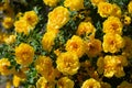 yellow wild rose bush in bloom Royalty Free Stock Photo