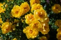 yellow wild rose bush in bloom Royalty Free Stock Photo