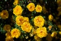 yellow wild rose bush in bloom Royalty Free Stock Photo