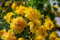 yellow wild rose bush in bloom Royalty Free Stock Photo