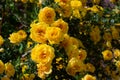 yellow wild rose bush in bloom Royalty Free Stock Photo