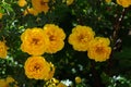 yellow wild rose bush in bloom Royalty Free Stock Photo