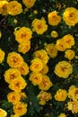 yellow wild rose bush in bloom. Vertical view Royalty Free Stock Photo