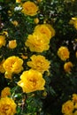 yellow wild rose bush in bloom. Vertical view Royalty Free Stock Photo