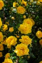 yellow wild rose bush in bloom. Vertical view