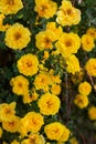 yellow wild rose bush in bloom. Vertical view Royalty Free Stock Photo