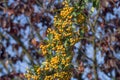 Yellow wild Rowan berries, Sorbus aucuparia