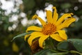 Yellow wild sunflower in focus Royalty Free Stock Photo