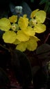 Yellow wild three flowers